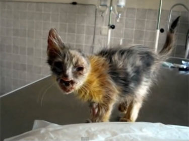 Menina salva gato do lixo, cuida dele e animal se recupera (Foto: YouTube/Reprodução)