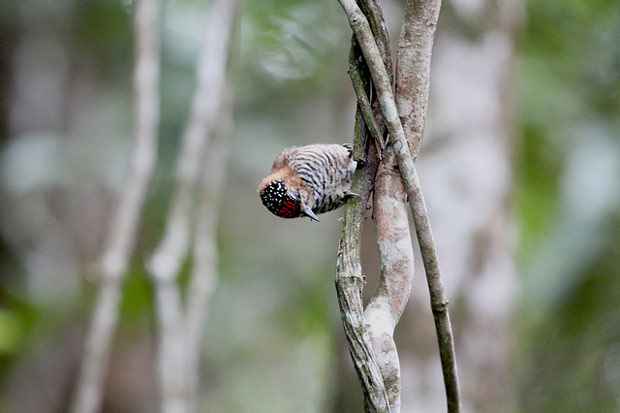 Programa é capaz de identificar som de pássaros e outros animais. Foto: Gaio Torquato/Flickr/Reprodução Programa é capaz de identificar som de pássaros e outros animais. Foto: Gaio Torquato/Flickr/Reprodução