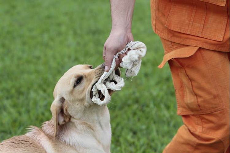 A Companhia de Busca e Salvamento conta com 10 cães que são treinados por uma equipe de 13 bombeiros. Foto: Ana Rayssa/ Ep CB/ D. A Press (A Companhia de Busca e Salvamento conta com 10 cães que sãotreinados por uma equipe de 13 bombeiros. Foto: Ana Rayssa/ Ep CB/ D. A Press) A Companhia de Busca e Salvamento conta com 10 cães que são treinados por uma equipe de 13 bombeiros. Foto: Ana Rayssa/ Ep CB/ D. A Press (A Companhia de Busca e Salvamento conta com 10 cães que sãotreinados por uma equipe de 13 bombeiros. Foto: Ana Rayssa/ Ep CB/ D. A Press)
