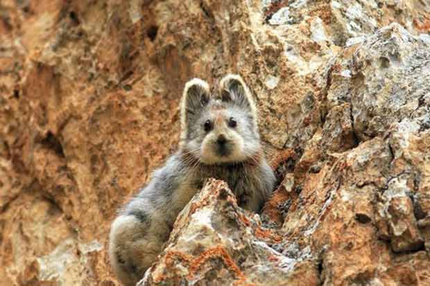 "Coelho mágico" é espécie ameaçada de extinção. Foto: Weidong Li/Wikimedia Commons/Reprodução "Coelho mágico" é espécie ameaçada de extinção. Foto: Weidong Li/Wikimedia Commons/Reprodução