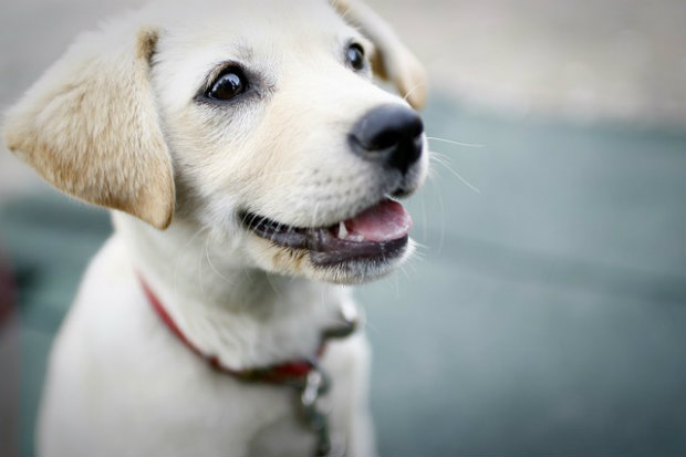 Cachorros conseguem perceber a desonestidade das pessoas, segundo pesquisa. Foto: Domnio pblico
