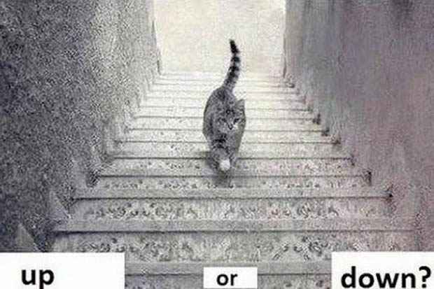 O gato est subindo ou descendo a escada? Foto: Internet/Reproduo