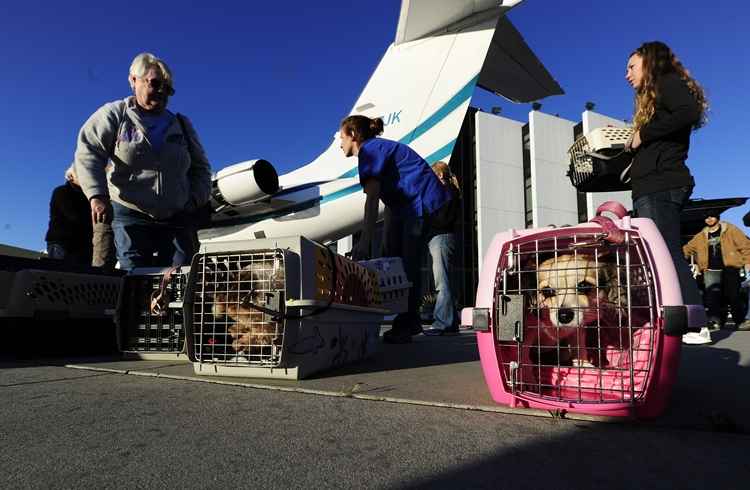 O transporte dos animais de estimação em voos deve ser feito dentro do kennel: é importante que os bichos possam se mexer no interior da caixa. Foto: STR/EM/D.A Press O transporte dos animais de estimação em voos deve ser feito dentro do kennel: é importante que os bichos possam se mexer no interior da caixa. Foto: STR/EM/D.A Press