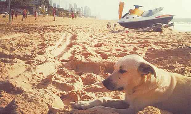 Cachorro ganhou seu nome por seguir jet skis usados em operações. Foto: Bombeiros/ Divulgação Cachorro ganhou seu nome por seguir jet skis usados em operações. Foto: Bombeiros/ Divulgação