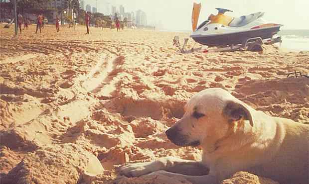 Cachorro ganhou seu nome por seguir jet skis usados em operaes. Foto: Bombeiros/ Divulgao