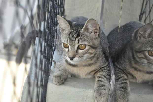 Ces e gatos do Projeto Patinha de Aldeia e da Casa da Avenida Norte estaro disponveis. (Foto: Projeto Patinha de Aldeia/Divulgao)