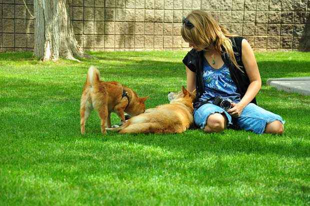 A ocitocina, liberada no relacionamento entre cachorros e humanos,  um neurotransmissor responsvel pela formao de vnculos de sociais. Foto: Taro the Shiba Inu/Flickr