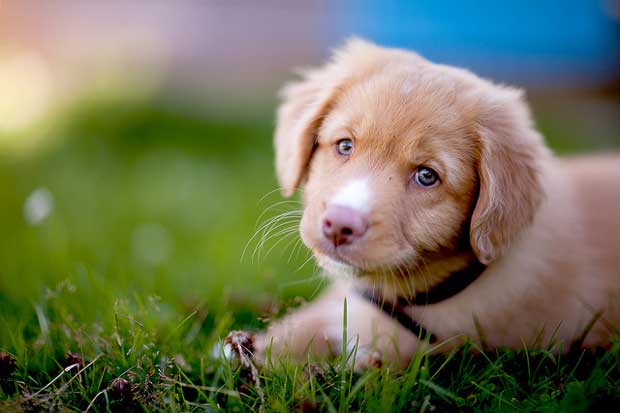  pelo olhar que o cachorro estabelece a conexo com o ser humano e consequente liberao de ocitocina. Foto: Pl-Kristian Hamre/ Flickr
