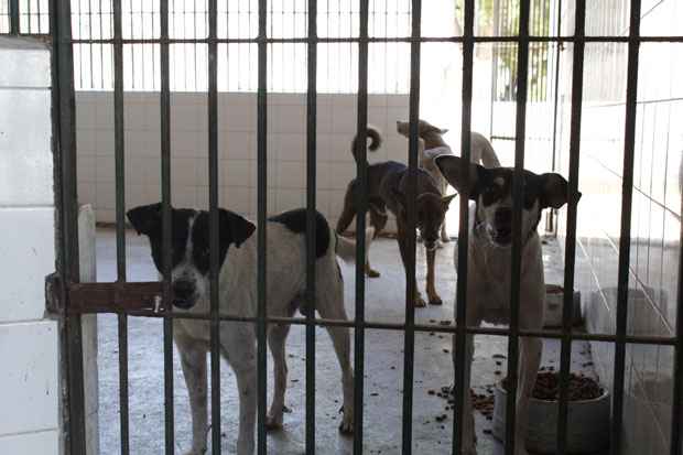 Cerca de  20 gatos e 60 cachorros esto aptos para receber uma nova famlia no Centro de Vigilncia Ambiental. Foto: Rodrigo Silva/Esp.DP/D.A Press