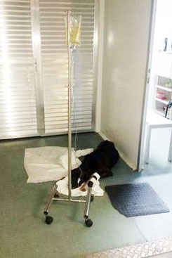 Animal estaria debilitado e foi atendido por plantonistas da UPA. Foto: Arquivo Pessoal Animal estaria debilitado e foi atendido por plantonistas da UPA. Foto: Arquivo Pessoal