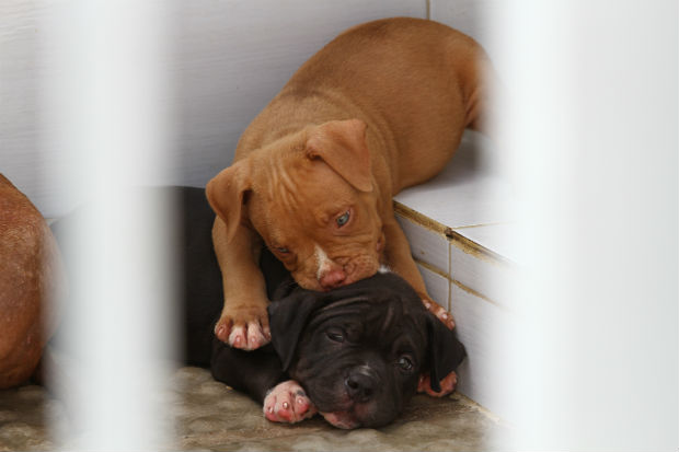 Um filhote de American Bully custa, inicialmente, entre R$ 4 mil e R$ 6 mil (Paulo Paiva/DP/D.A. Press) Um filhote de American Bully custa, inicialmente, entre R$ 4 mil e R$ 6 mil (Paulo Paiva/DP/D.A. Press)