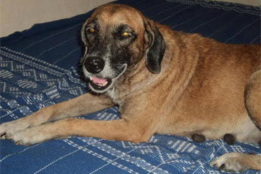 Banhos frequentes e dar remédio específico todo mês afastam os parasitas. Foto: Arquivo Pessoal Banhos frequentes e dar remédio específico todo mês afastam os parasitas. Foto: Arquivo Pessoal