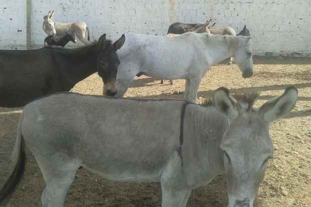 Foram recolhidos nove bovinos, 15 caprinos, trs equinos e 17 jumentos. Foto: PRF/ Divulgao