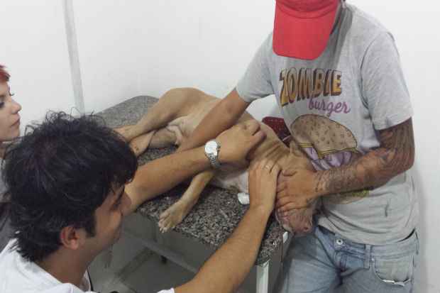 A pitbull Helga doou sangue para a cadela Anastácia, encontrada desnutrida num terreno, em Casa Forte. Foto: Juliana Freire/ Esp. DP/ D. A. Press A pitbull Helga doou sangue para a cadela Anastácia, encontrada desnutrida num terreno, em Casa Forte. Foto: Juliana Freire/ Esp. DP/ D. A. Press