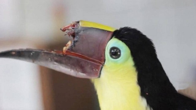 Grecia teve o bico mutilado e se recupera há 4 meses. Foto: Divulgação/Zoo Ave Grecia teve o bico mutilado e se recupera há 4 meses. Foto: Divulgação/Zoo Ave