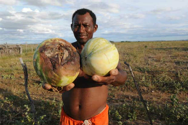 Jolido dos Santos e a melancia que 'no encheu': na seca, lavoura virou comida de bode . Foto: Beto Novaes/EM/D.A Press