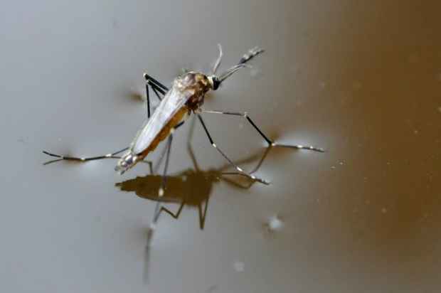 Mosquito Aedes Aegypti. Foto: Carlos Vieira/CB/D.A Press