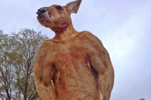 Roger mede 2 metros de altura e pesa 89 kg. Foto: Facebook The Kangaroo Sanctuary Alice Springs/Reproduo