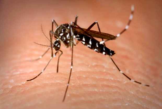 Mosquito transmissor da dengue, o Aedes aegypti. Foto: I5F/Divulgao