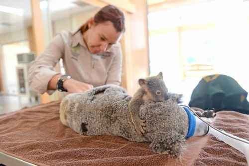 Após acidente, o filhotinho não se separa da mãe nem durante a cirurgia. Fotos: Divulgação/Australia Zoo Wildlife Hospital Após acidente, o filhotinho não se separa da mãe nem durante a cirurgia. Fotos: Divulgação/Australia Zoo Wildlife Hospital