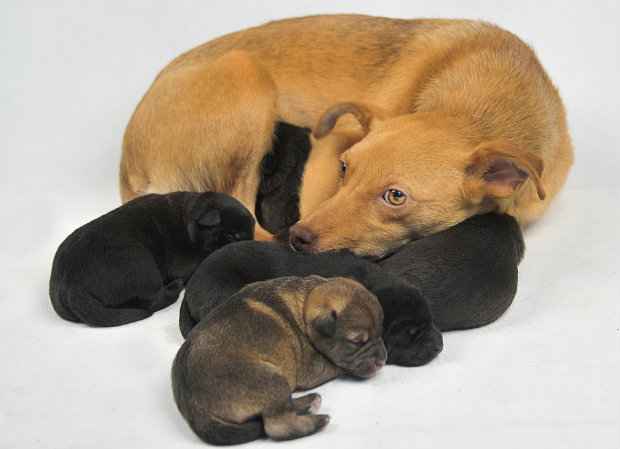 Pet Sitter promove evento de adoo na FAFIRE neste sbado. (Foto: Silvia Faller/Ong Clube dos Vira-Latas)