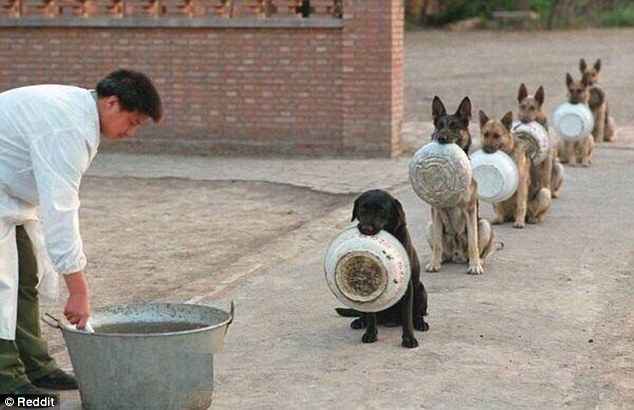 Cães policiais em fila esperam por comida. Foto:Reprodução/ Redicc Cães policiais em fila esperam por comida. Foto:Reprodução/ Redicc