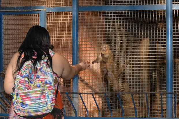 No Parque 13 de Maio, no Centro, animais recebem alimentos dos visitantes. Foto: Edvaldo Rodrigues/DP/D.A. Press/Arquivo