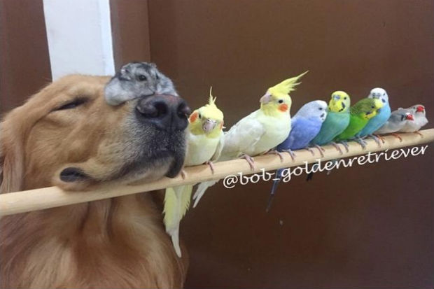 As fotos parecem encenadas, mas o tutor garante que muitas são espontâneas.Foto: Reprodução/ Instagram/ Bob_goldenretriever As fotos parecem encenadas, mas o tutor garante que muitas são espontâneas.Foto: Reprodução/ Instagram/ Bob_goldenretriever