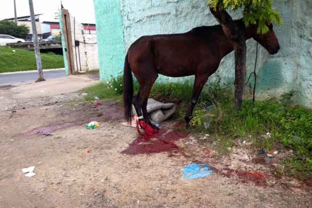 Cavalo é encontrado abandonado e ferido em sítio de SP; dona é