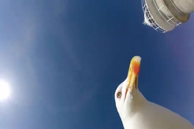 A selfie da gaivota est fazendo sucesso na internet. Foto: Reproduo/ Youtube