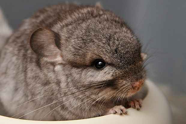 As chinchilas so animais carinhosos e com um custo baixo para a criao. Foto: Igor Salinger/Flickr/Reproduo