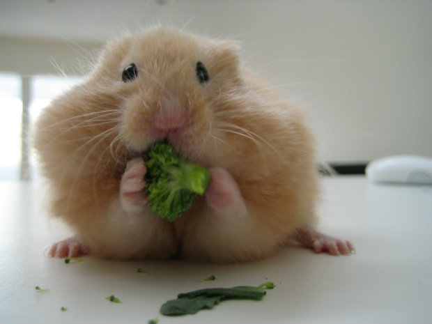 É normal o comportamento inicial de um roedor ser um pouco agressivo, mas com o tempo ele se torna dócil. (Foto: Flickr/Domínio público) É normal o comportamento inicial de um roedor ser um pouco agressivo, mas com o tempo ele se torna dócil. (Foto: Flickr/Domínio público)
