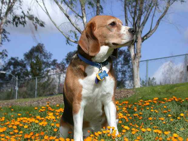 Pedigree serve na hora de orientar cruzamentos que gerem filhotes mais saudveis. (Foto: Domnio pblico)