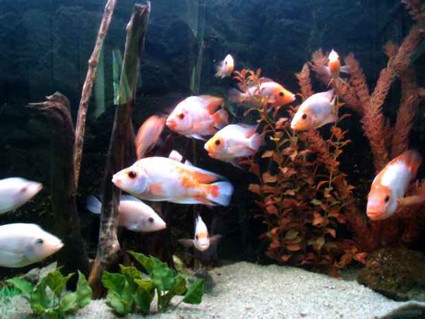 Aquário deve ser mantido em boas condições, já que é onde os peixes ficam 24 horas. (Foto: Domínio público) Aquário deve ser mantido em boas condições, já que é onde os peixes ficam 24 horas. (Foto: Domínio público)