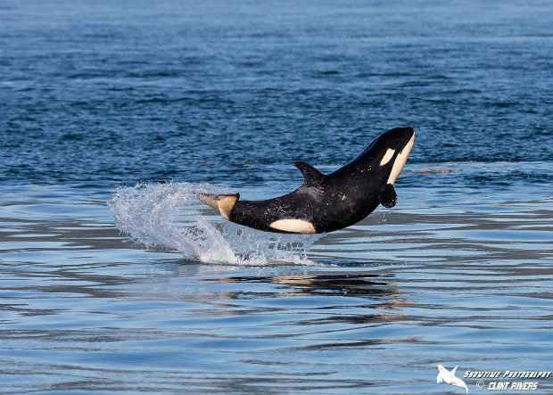 "J50" foi flagrada num momento feliz, aparentemente sorrindo. (Foto: Clint Rivers)