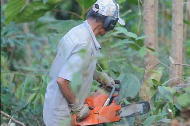 Homem usa motosserra para derrubar mata atlntica na Serra do Gandarela. resultado  o desmatamento cada vez maior na regio (Leandro Couri/EM/D.A. Press)