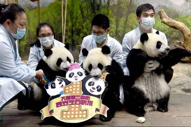 Cuidadores celebram aniversrios de pandas trigmeos no "Chimelong Safari Park", em Guangzhou, sul da China. Foto: Liu Dawei/Xinhua