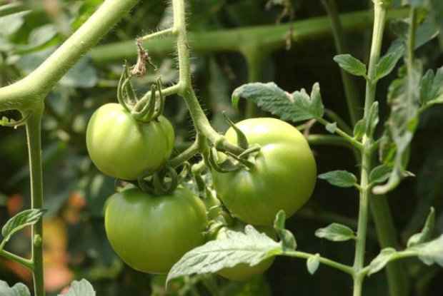 Os tomates ecolgicos so uma opo mais saudvel e uma alternativa sadia ao tomate orgnico, que  mais caro. (Foto: Antnio Cruz/Agncia Brasil)