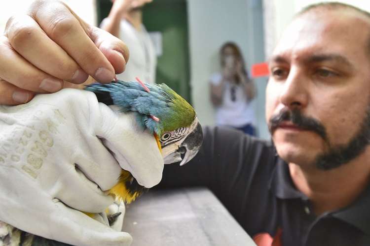 Arara passa por terapia Arara passa por terapia