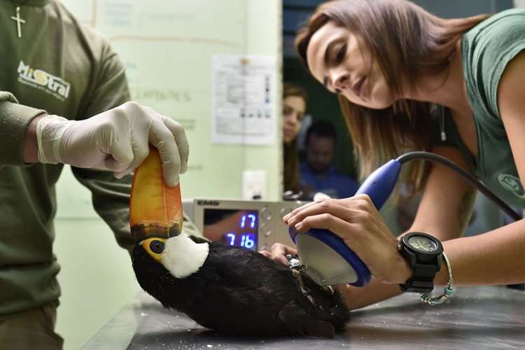 Tucano passa por terapia Tucano passa por terapia