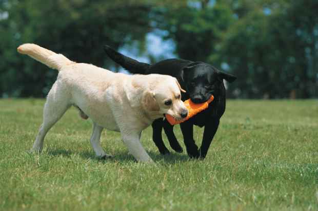  Os filhotes de Labrador so cativantes e alegres e quando adultos continuam simpticos e brincalhes. Foto: Reproduo (Foto: Reproduo)