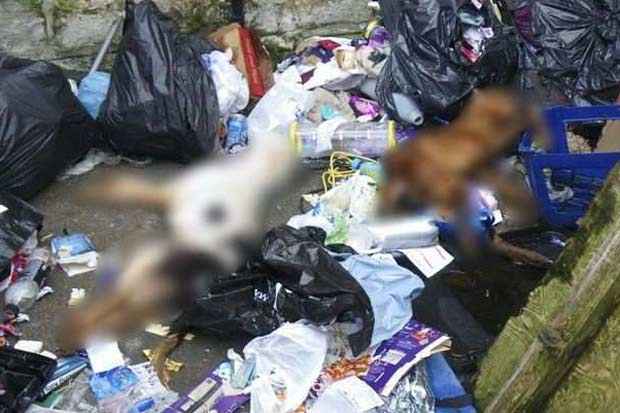 Ao notar que os ces haviam morrido, a dona arrastou eles para o quintal com sacos de lixo. Foto: RSPCA/Divulgao