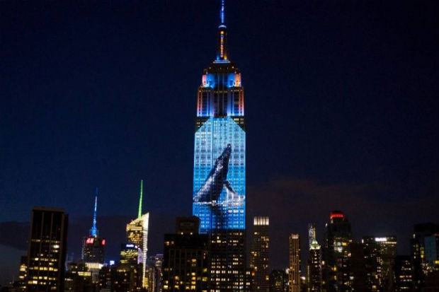 A ONG Oceanic Preservation Society (OPS) projetou no lado sul do edifício, com cerca de 40 projetores, imagens de espécies em risco. Foto: Reprodução/ Empire State Building A ONG Oceanic Preservation Society (OPS) projetou no lado sul do edifício, com cerca de 40 projetores, imagens de espécies em risco. Foto: Reprodução/ Empire State Building