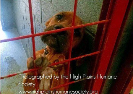 Mesmo a foto tendo sido tirada por coincidencia, a impressão é que a cadela sabia que se não fosse adotada seria eutanasiada. Foto: Reprodução/ Facebook/ ONG High Plains Humane Society Mesmo a foto tendo sido tirada por coincidencia, a impressão é que a cadela sabia que se não fosse adotada seria eutanasiada. Foto: Reprodução/ Facebook/ ONG High Plains Humane Society