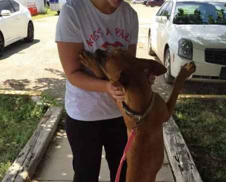 Após foto comovente, a cadelinha encontrou um novo lar. Foto: Reprodução/ Facebook/ ONG High Plains Humane Society Após foto comovente, a cadelinha encontrou um novo lar. Foto: Reprodução/ Facebook/ ONG High Plains Humane Society