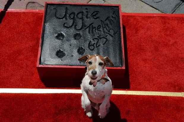 Uggie foi cotado at para concorrer ao Oscar. Foto: Robyn Beck/AFP