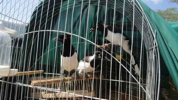 A maior parte dos animais apreendidos eram aves. Foto: CPRH/Divulgao