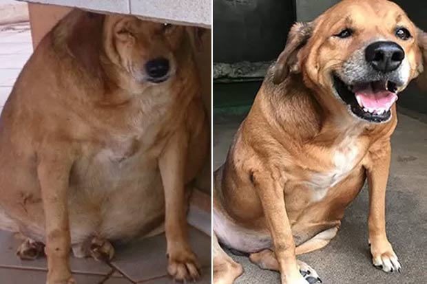 Bolinha ainda precisa perder 7 Kg e terá que passar por uma cirurgia de remoção de pele. Foto: Nill Vianna/Arquivo pessoal/Divulgação PAM Pet Bolinha ainda precisa perder 7 Kg e terá que passar por uma cirurgia de remoção de pele. Foto: Nill Vianna/Arquivo pessoal/Divulgação PAM Pet