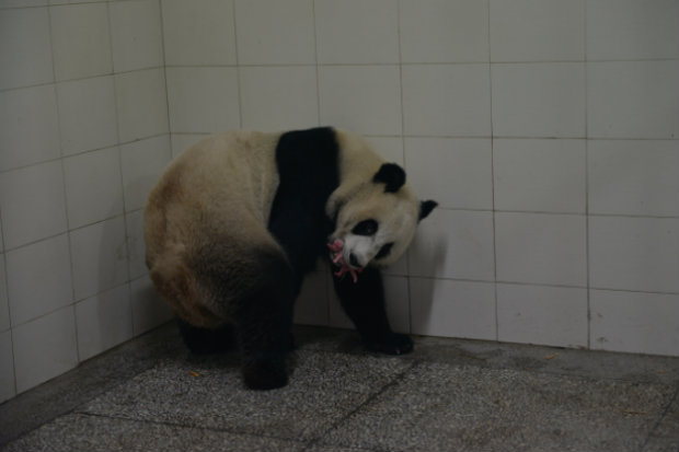 Panda Lin Bing d  luz a um de seus filhotes no incio de agosto. (Foto: Reproduo/chinapanda.org.cn)