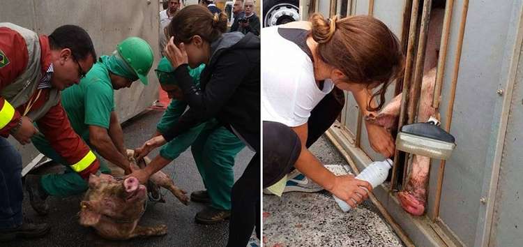 Ativistas e veterinrios socorreram os animais com gua e remdios, e ajudaram a tir-los das ferragens. Foto: Facebook/Divulgao